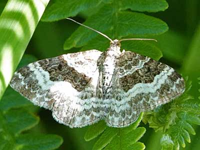 Common Carpet