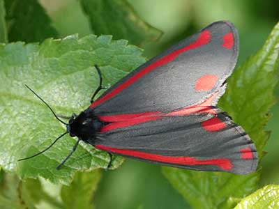 Cinnabar