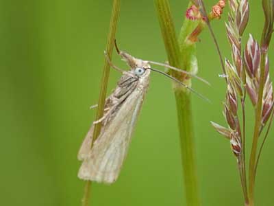 one of several similar Grass-veneers