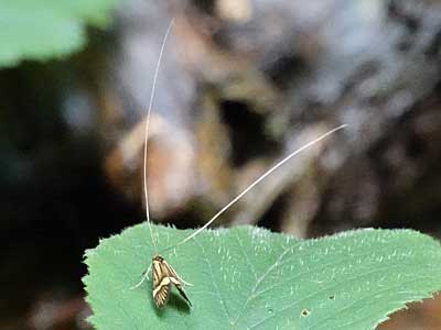 Nemophora degeerella
