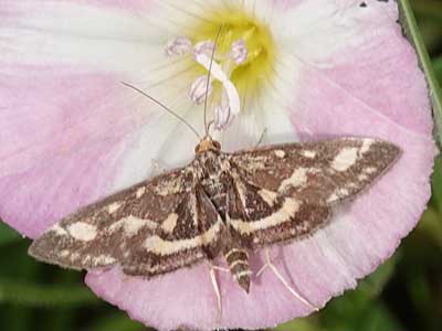 Common Purple and Gold