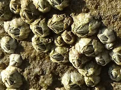 Acorn Barnacles