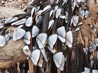 Goose Barnacles