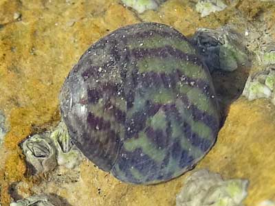 Flat-top Shell