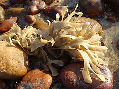 Hornwrack
