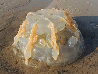 Barrel Jellyfish