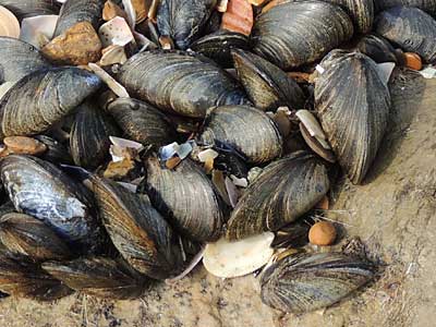 Mussels