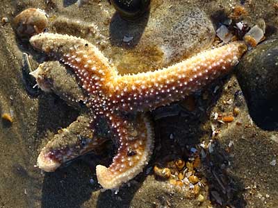 Common Starfish