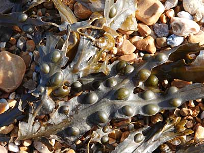 Bladder Wrack