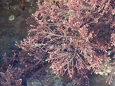 Coral Weed
