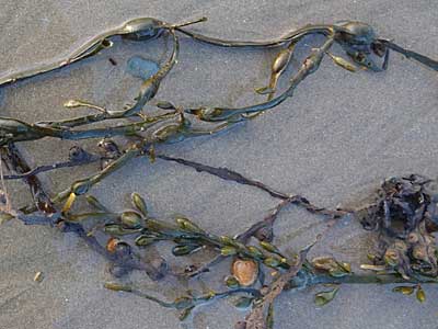 Egg Wrack