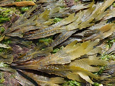 Serrated Wrack