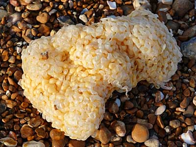 Common Whelk Egg Cases