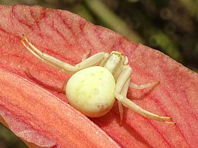 Crab Spider