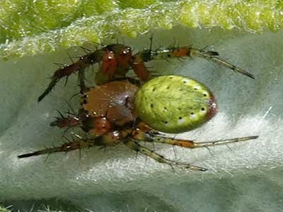 Cucumber Green Orb-weaver