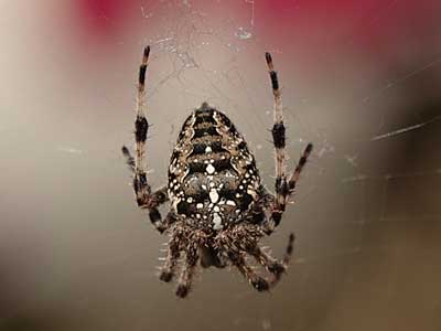 Garden Spider