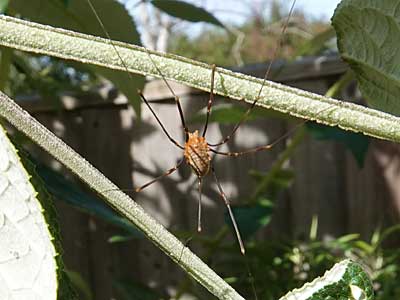 Harvestman