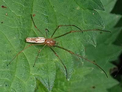 Long-jawed Orb-weaver