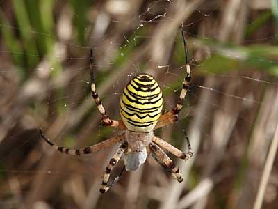 Wasp Spider